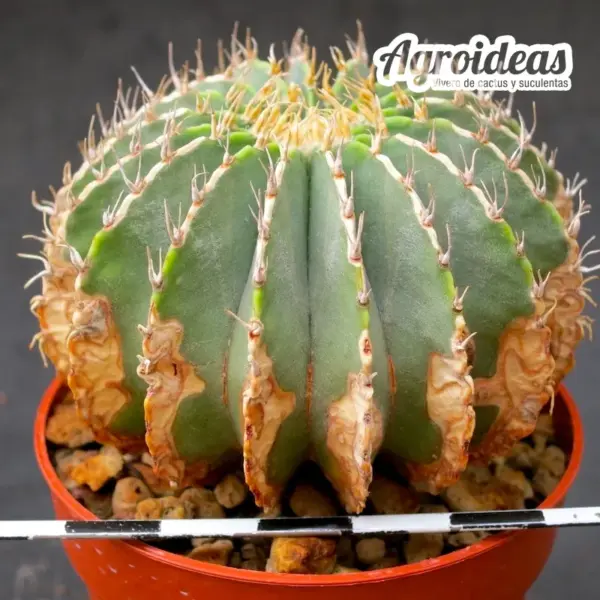 Geohintonia mexicana "Ejemplar 7 años" - Imagen 2