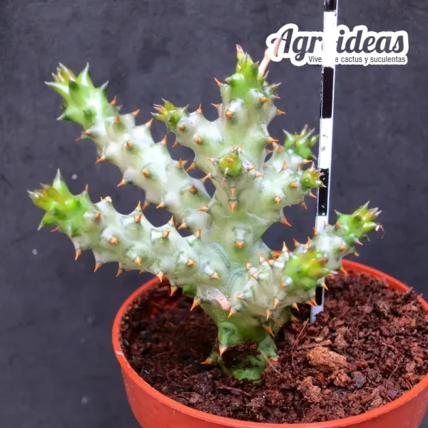 Edithcolea grandis - Imagen 2