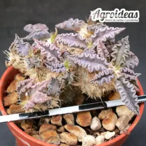 Euphorbia tulearensis