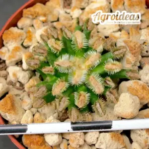 Mammillaria bertholdii