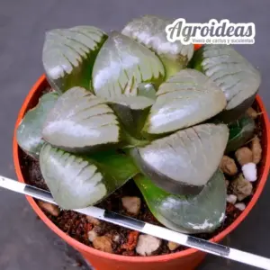 Haworthia "Nichigetsutan"