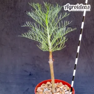 Commiphora kraeuseliana