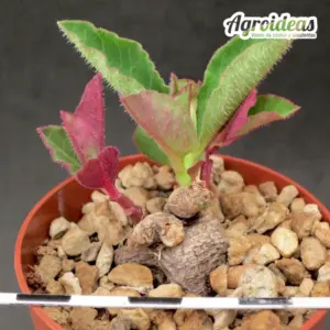 Monadenium mafingensis