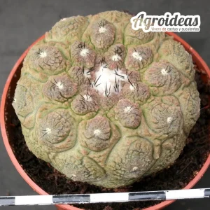 Copiapoa hypogea "Lizard Skin" "Selección"
