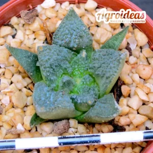 Ariocarpus fissuratus