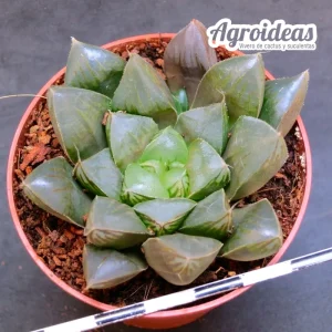 Haworthia murasaki var. obtusa