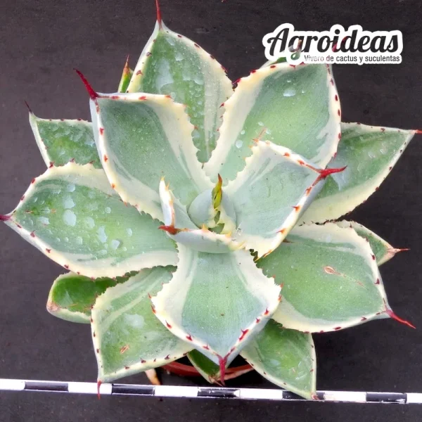 Agave potatorum "Kisshou-Kan" Variegata - Imagen 2