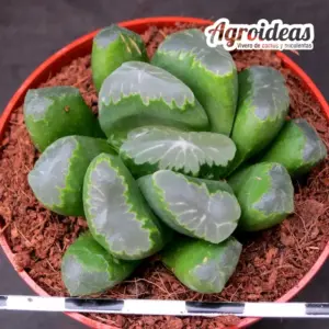 Haworthia truncata X maughanii
