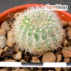 Frailea pygmaea var. gloriosa