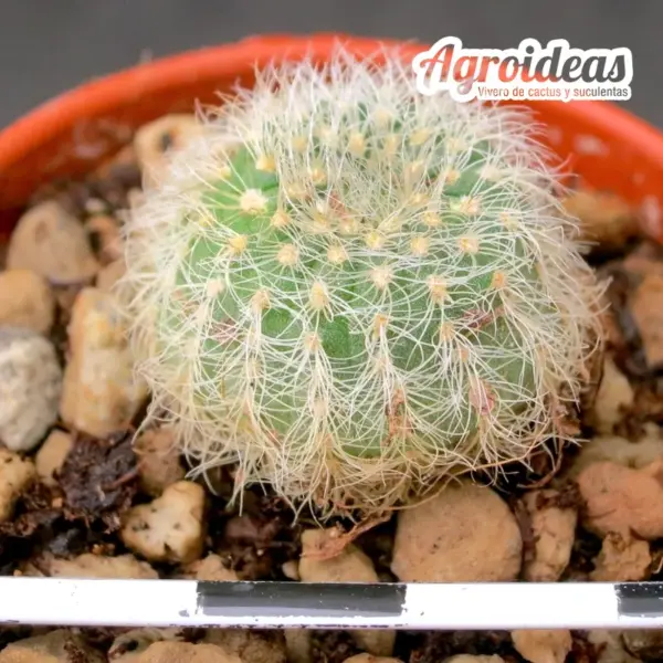 Frailea pygmaea var. gloriosa