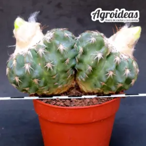 Discocactus woutersianus "Bicéfalo"