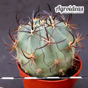 Eriosyce ceratistes
