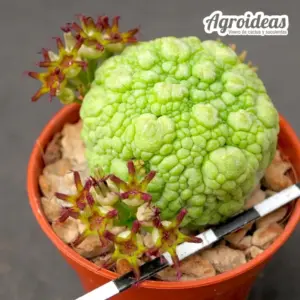 Pseudolithos migiurtinus "Toad Skin" selección