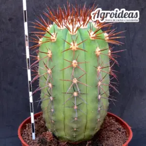 Copiapoa marginata "Gran selección" MØ-11cm