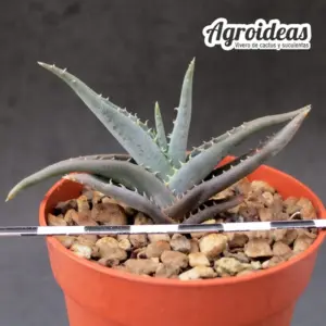 Aloe calcairophylla