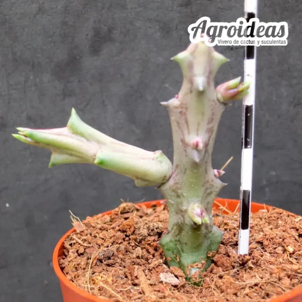 Orbea conjuncta - Imagen 2