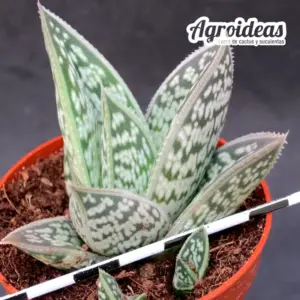 Aloe sladeniana