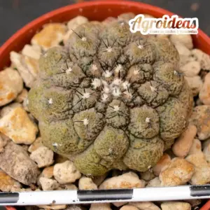 Copiapoa hypogaea "Lizard Skin"