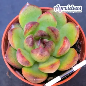 Echeveria "Black Tiger"