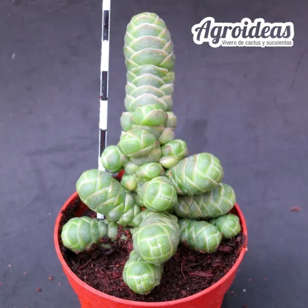 Crassula barklyi - Imagen 2