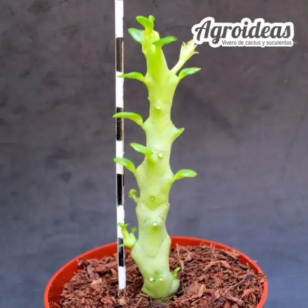 Caralluma socotrana x Frerea indica - Imagen 2