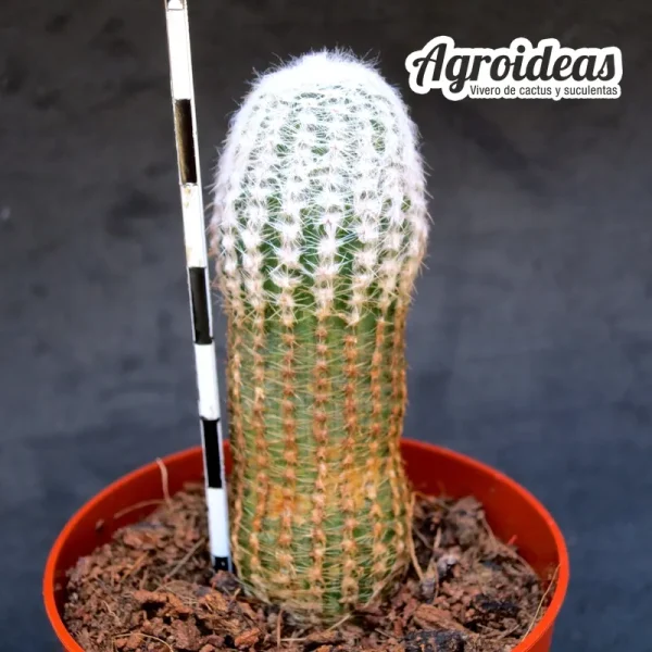 Lobivia albolanata - Imagen 2