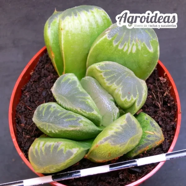 Haworthia "Miwy" - Imagen 2