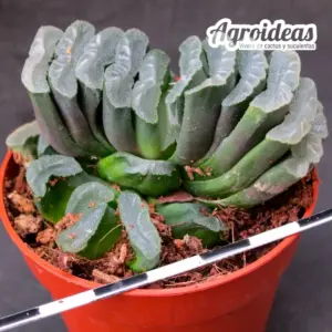 Haworthia truncata IB5356