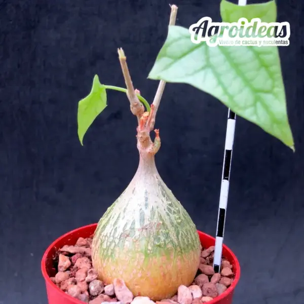 Gerrardanthus macrorhizus - Imagen 2