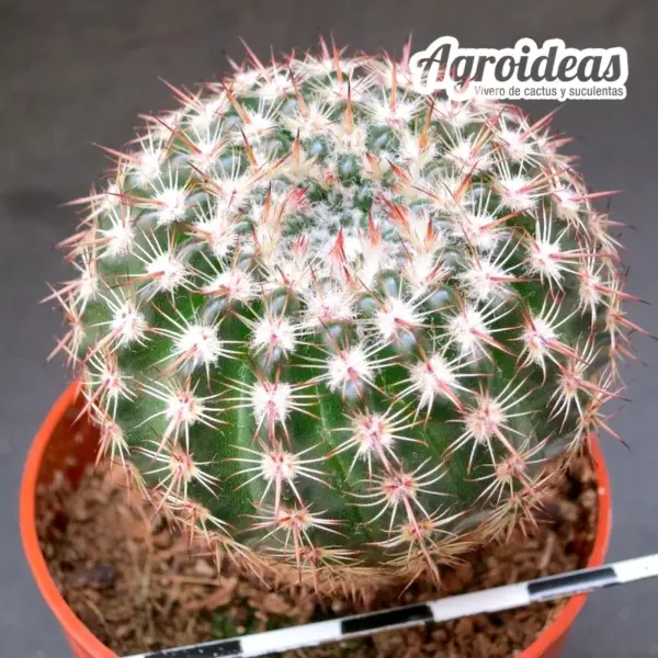 Notocactus rutilans - Cactus Agroideas