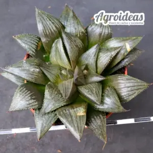 Haworthia "Kitsune"