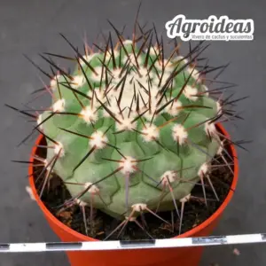 Copiapoa X cinerea ssp. cinerea