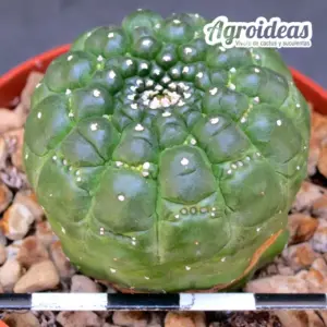 Euphorbia gymnocalycioides