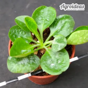 Euphorbia ecklonii "M-5,5 cm"