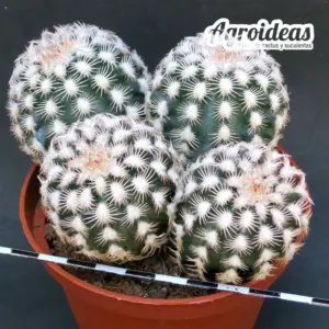 Echinocereus reichenbachii ssp. baileyi "Selección" MØ-11cm