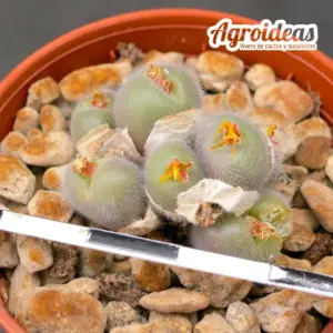 Conophytum stephanii