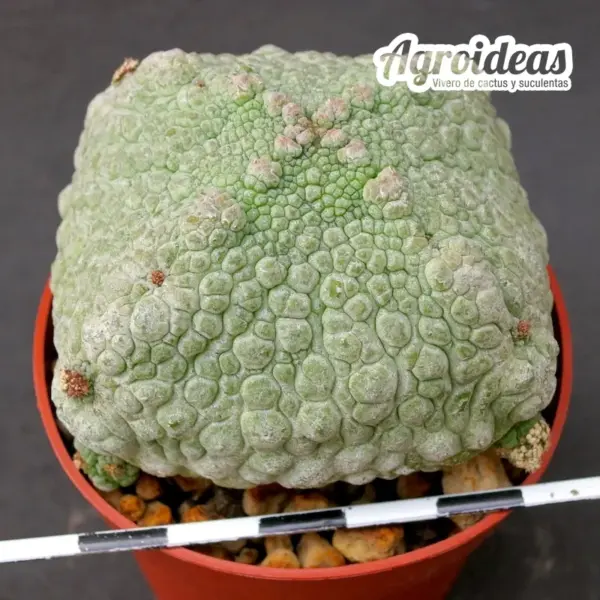 Pseudolithos harardheranus "Ejemplar 6 años" - Imagen 3