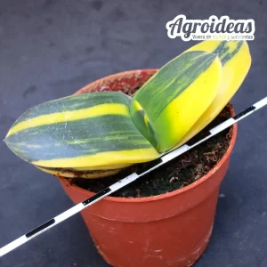 Gasteria híbrida «variegata»