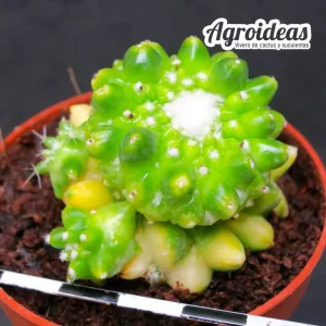 Mammillaria toluca monstruosa "Variegata"