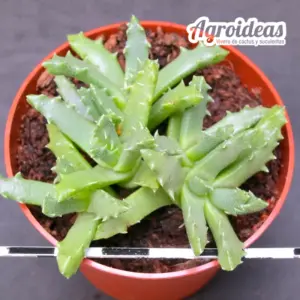 Faucaria bosscheana var. haagei