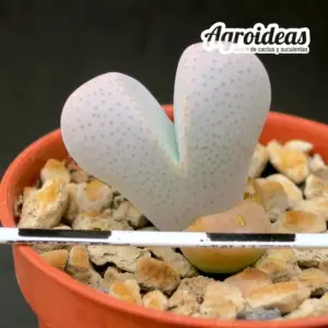 Dinteranthus microspermus ssp. puberulus