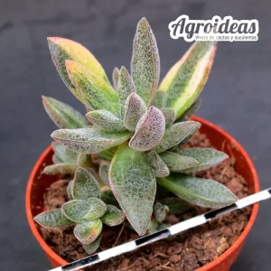 Crassula justus corderoy “Variegata”
