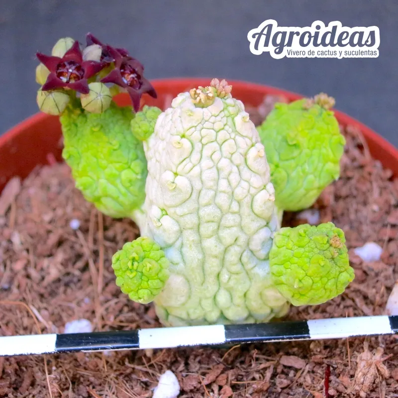 Pseudolithos mccoyi X migiurthinus - Imagen 2