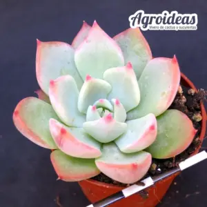 Echeveria chihuahuensis