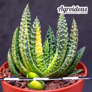 Gasterhaworthia «Royal Higness» variegata