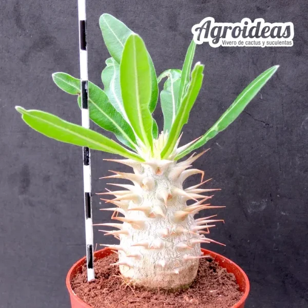 Pachypodium brevicaule - Imagen 2