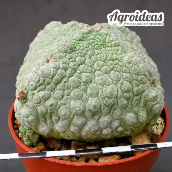Pseudolithos harardheranus "Ejemplar 6 años" - Imagen 2