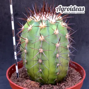 Copiapoa marginata "Gran selección" MØ-11cm