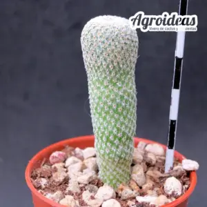 Epithelantha cryptica