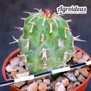 Euphorbia columnaris